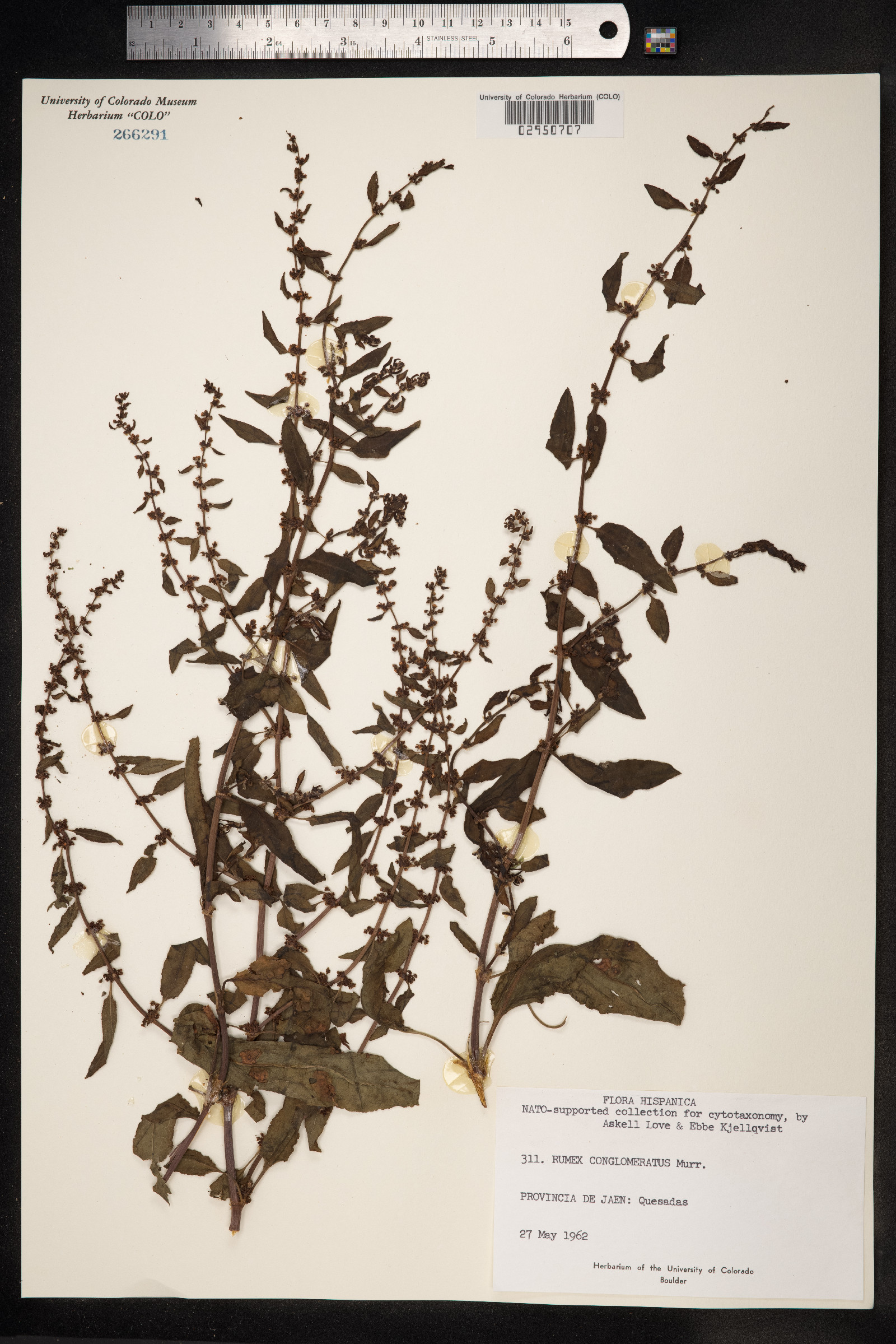 Rumex conglomeratus image