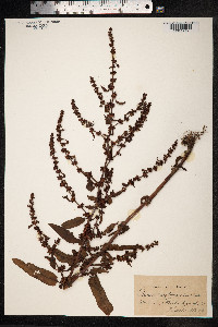 Rumex conglomeratus image