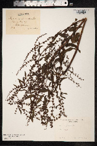 Rumex conglomeratus image