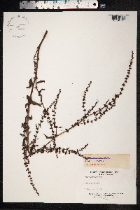 Rumex conglomeratus image