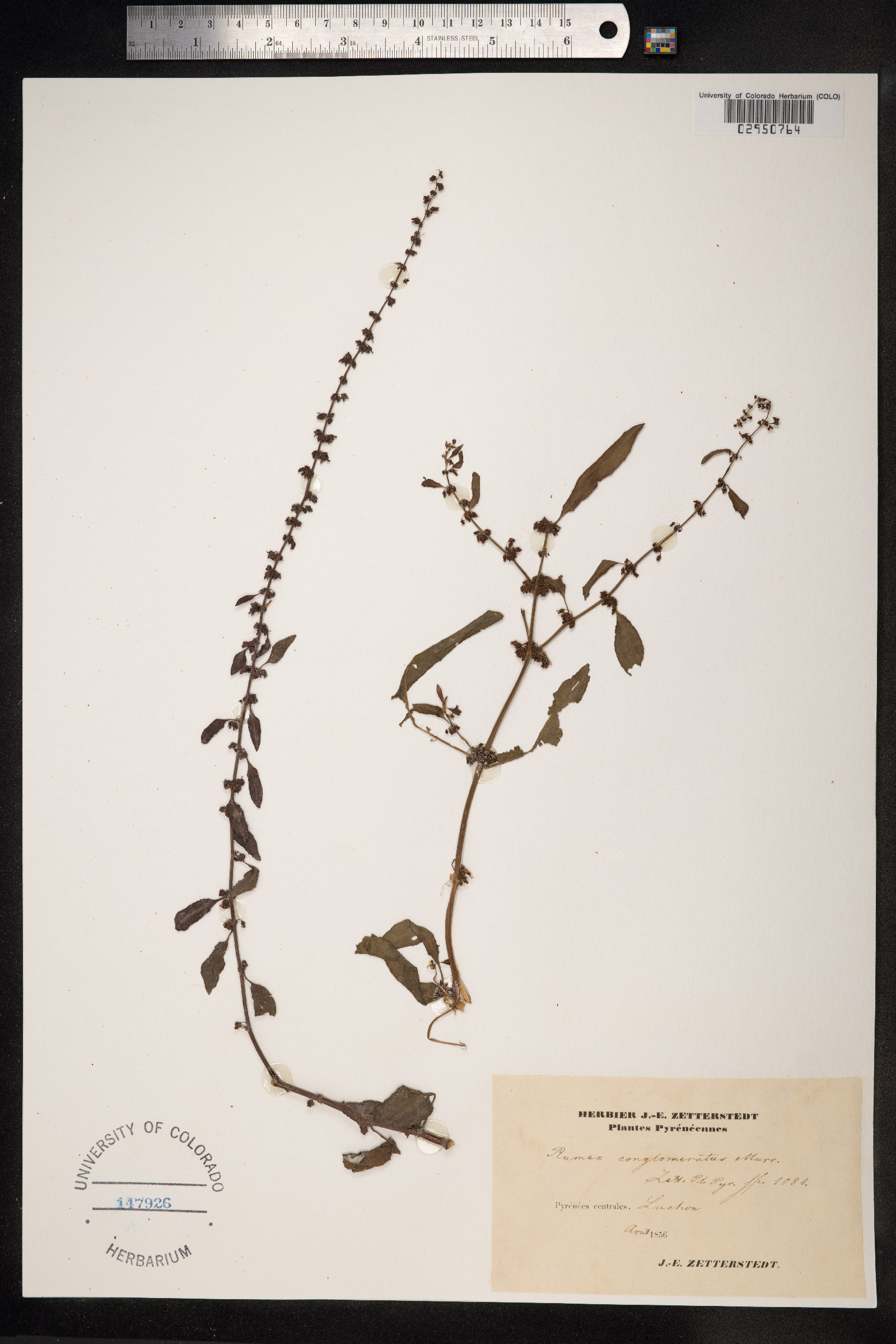 Rumex conglomeratus image