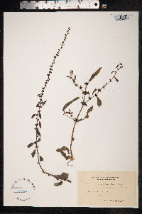 Rumex conglomeratus image