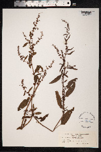 Rumex conglomeratus image