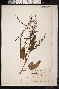 Rumex conglomeratus image