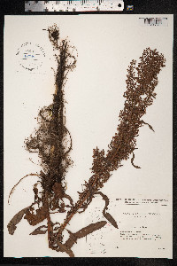 Rumex crispus image