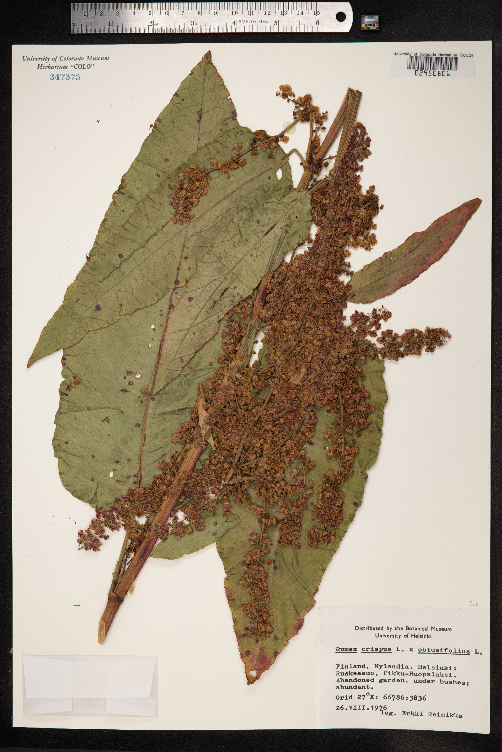 Rumex crispus image