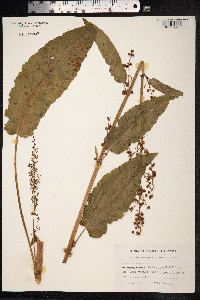 Rumex crispus image