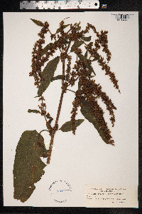 Rumex crispus image
