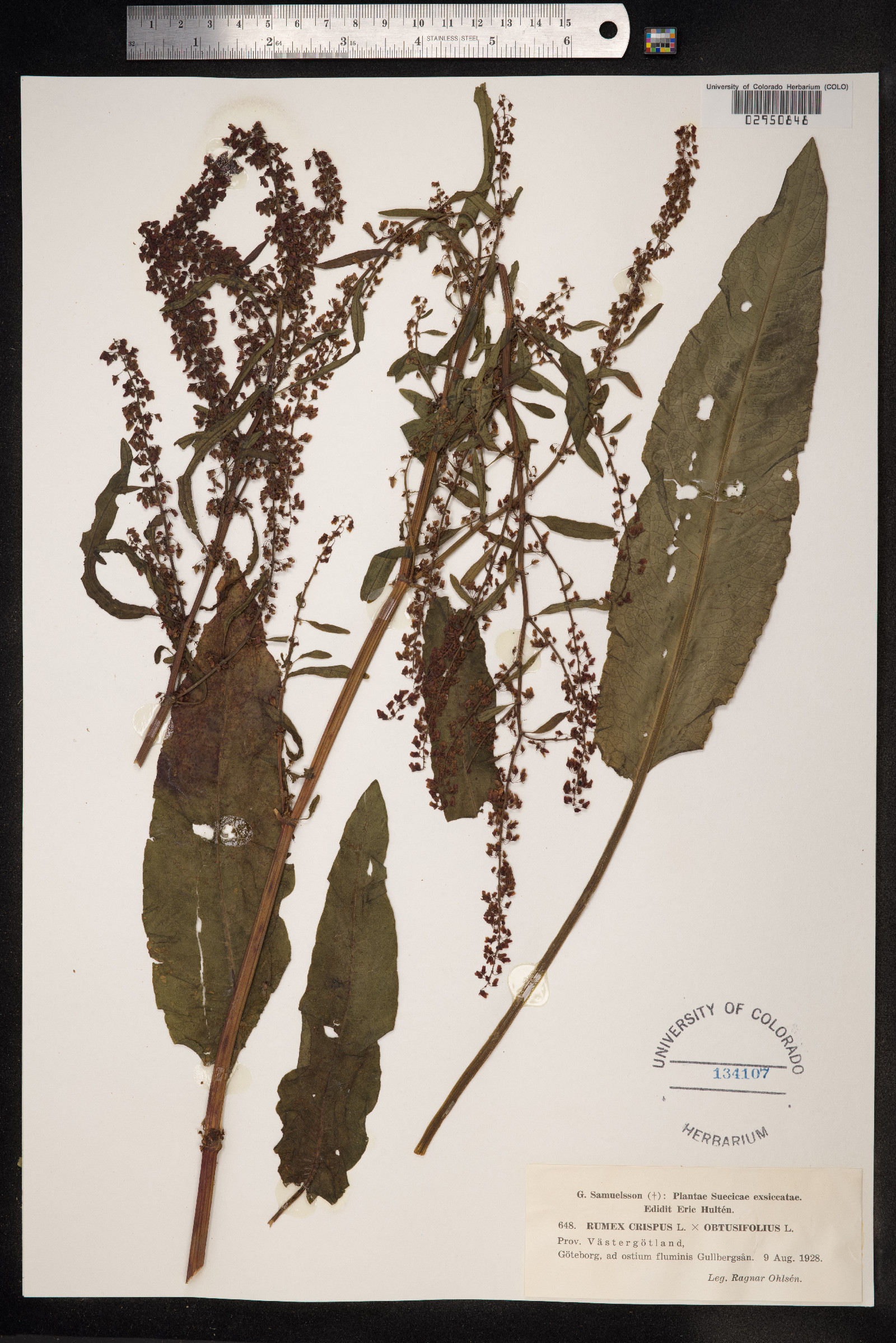 Rumex crispus image