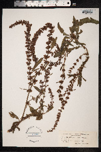 Rumex crispus image