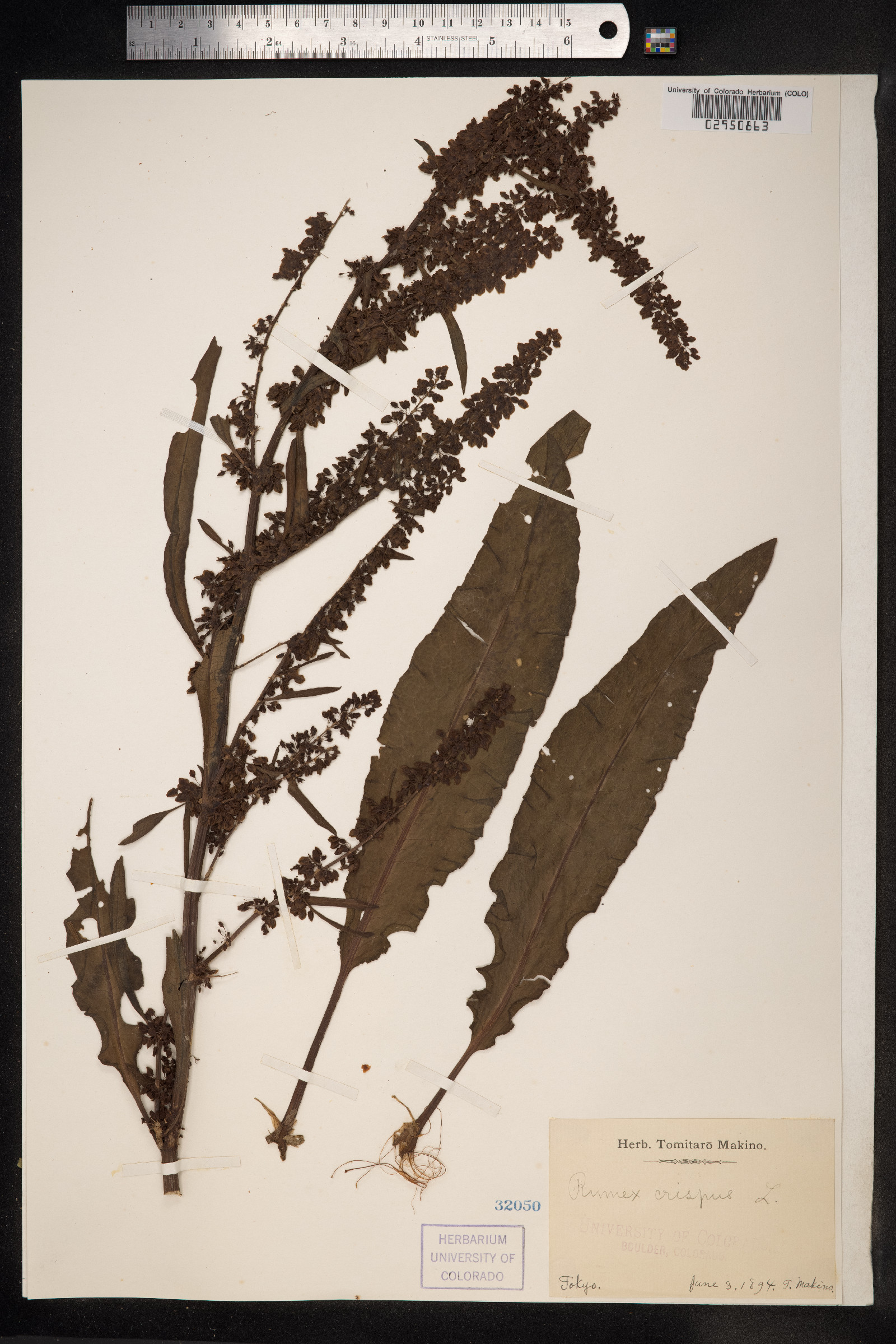 Rumex crispus image