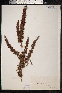 Rumex crispus image