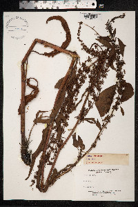 Rumex crispus image
