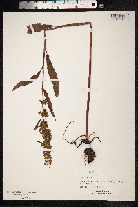 Rumex crispus image