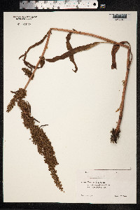 Rumex crispus image