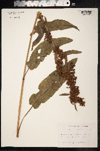 Rumex crispus image