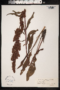 Rumex crispus image