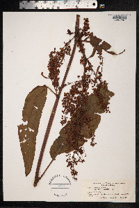 Rumex crispus image