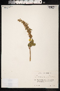 Rumex crispus image