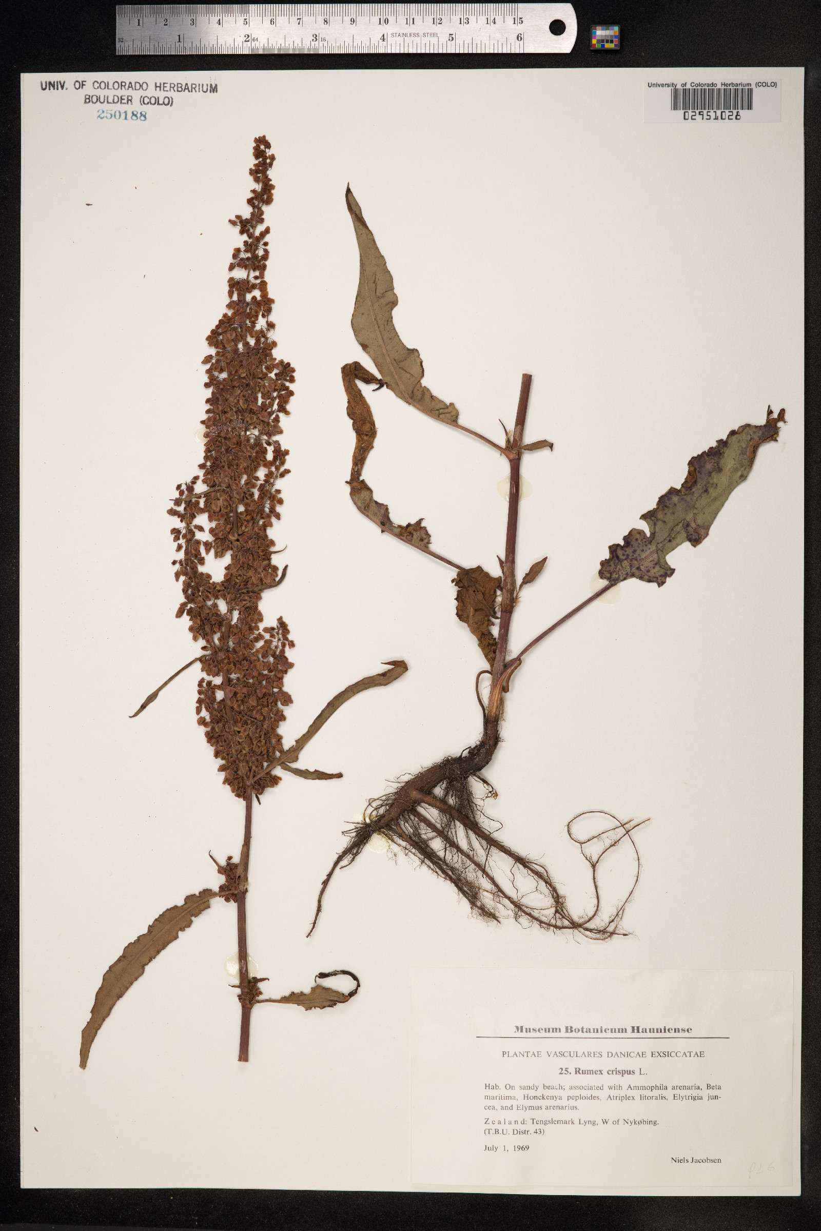 Rumex crispus image