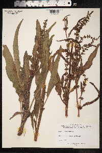 Rumex crispus image