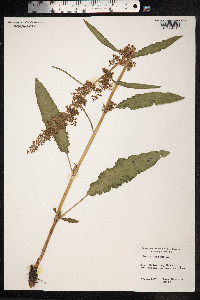 Rumex crispus image