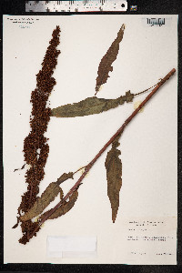 Rumex crispus image