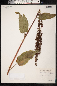 Rumex crispus image