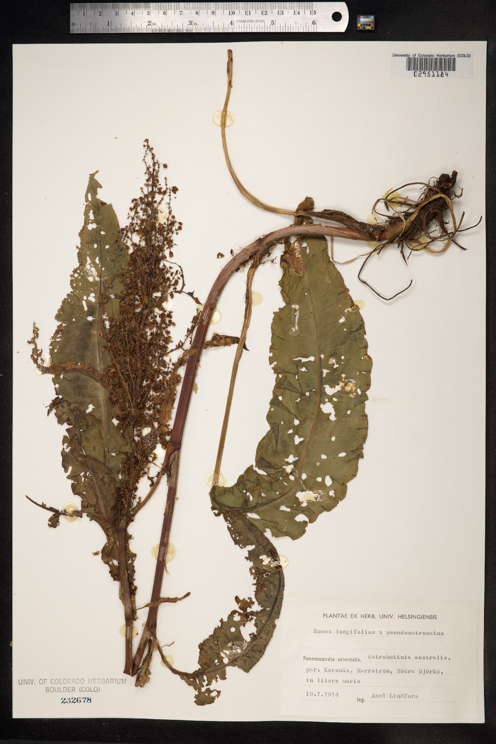 Rumex longifolius image