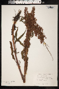 Rumex longifolius image
