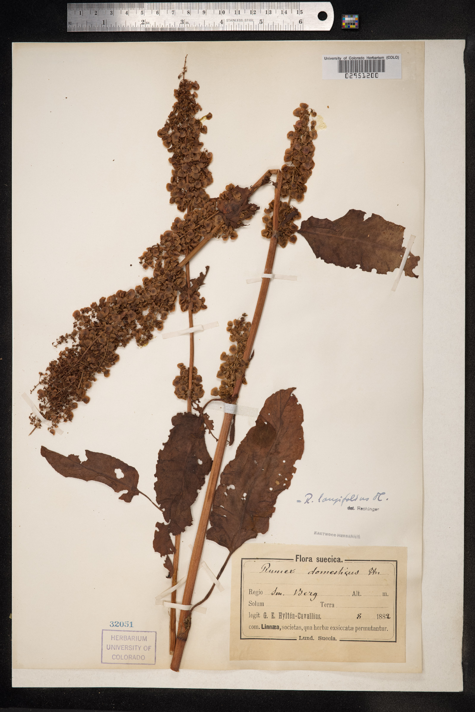 Rumex longifolius image