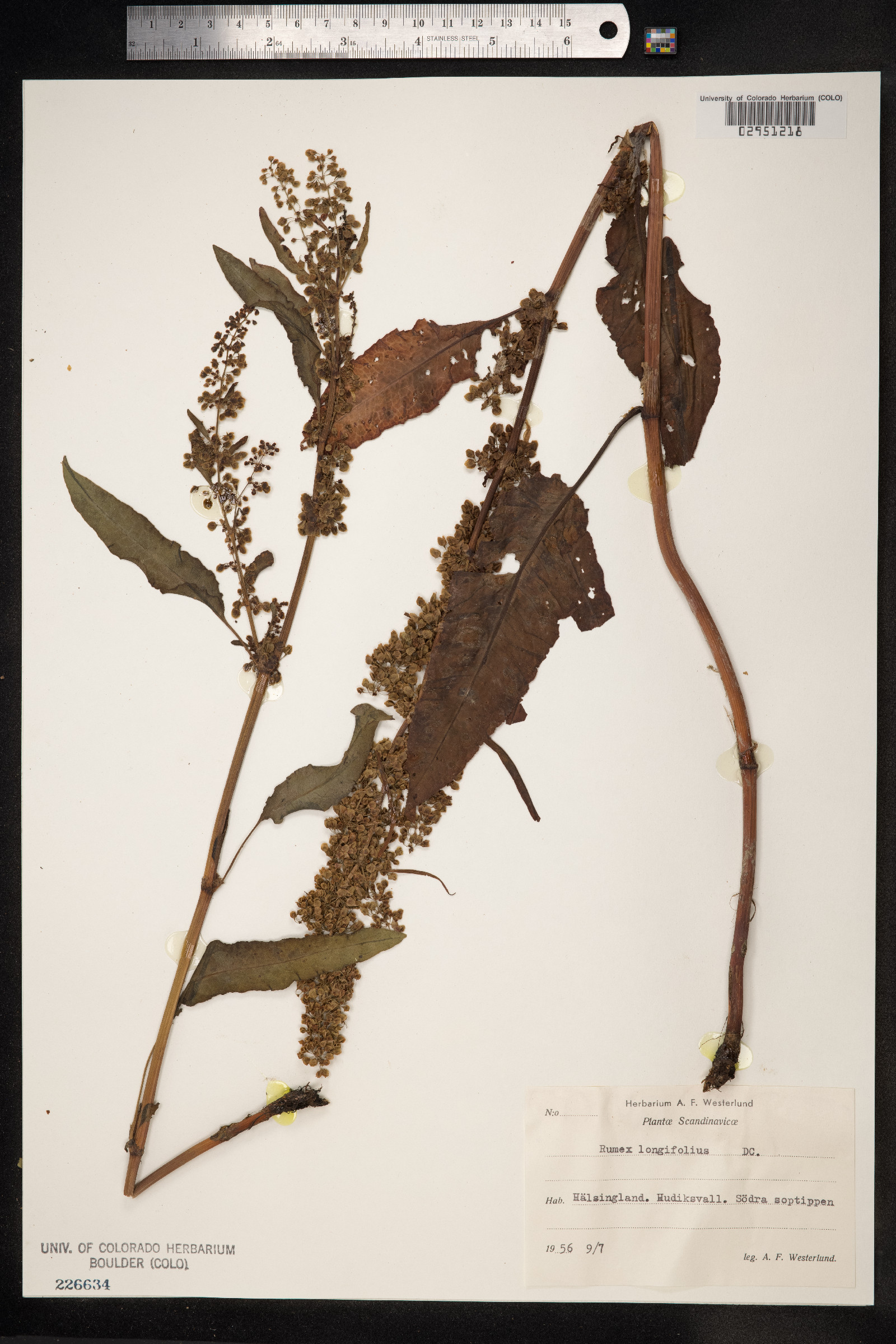 Rumex longifolius image
