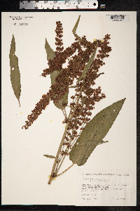 Rumex longifolius image