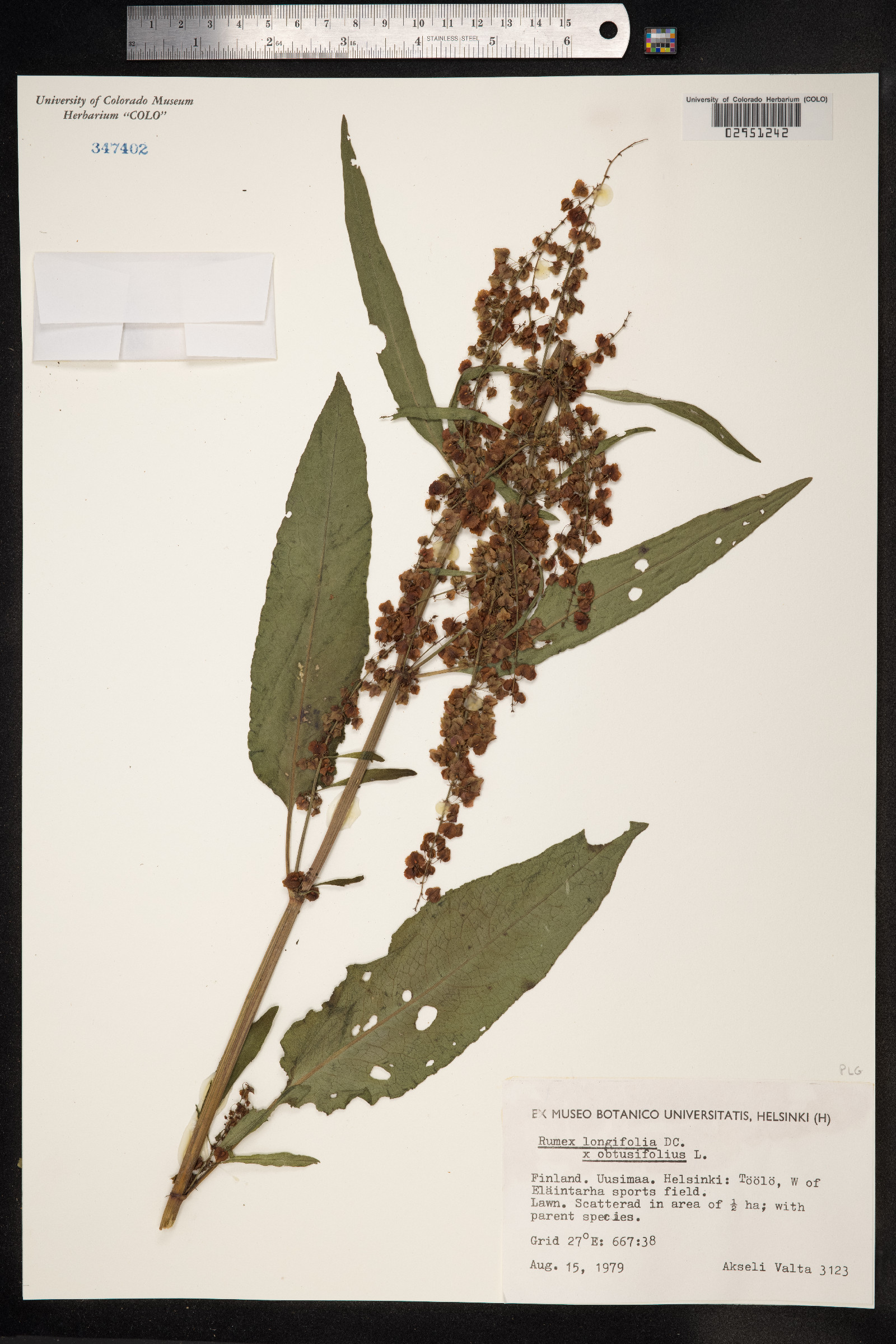 Rumex longifolius image