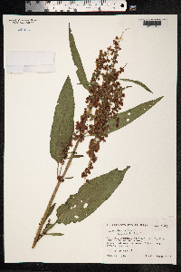Rumex longifolius image