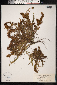 Rumex maritimus image