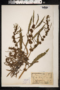 Rumex maritimus image