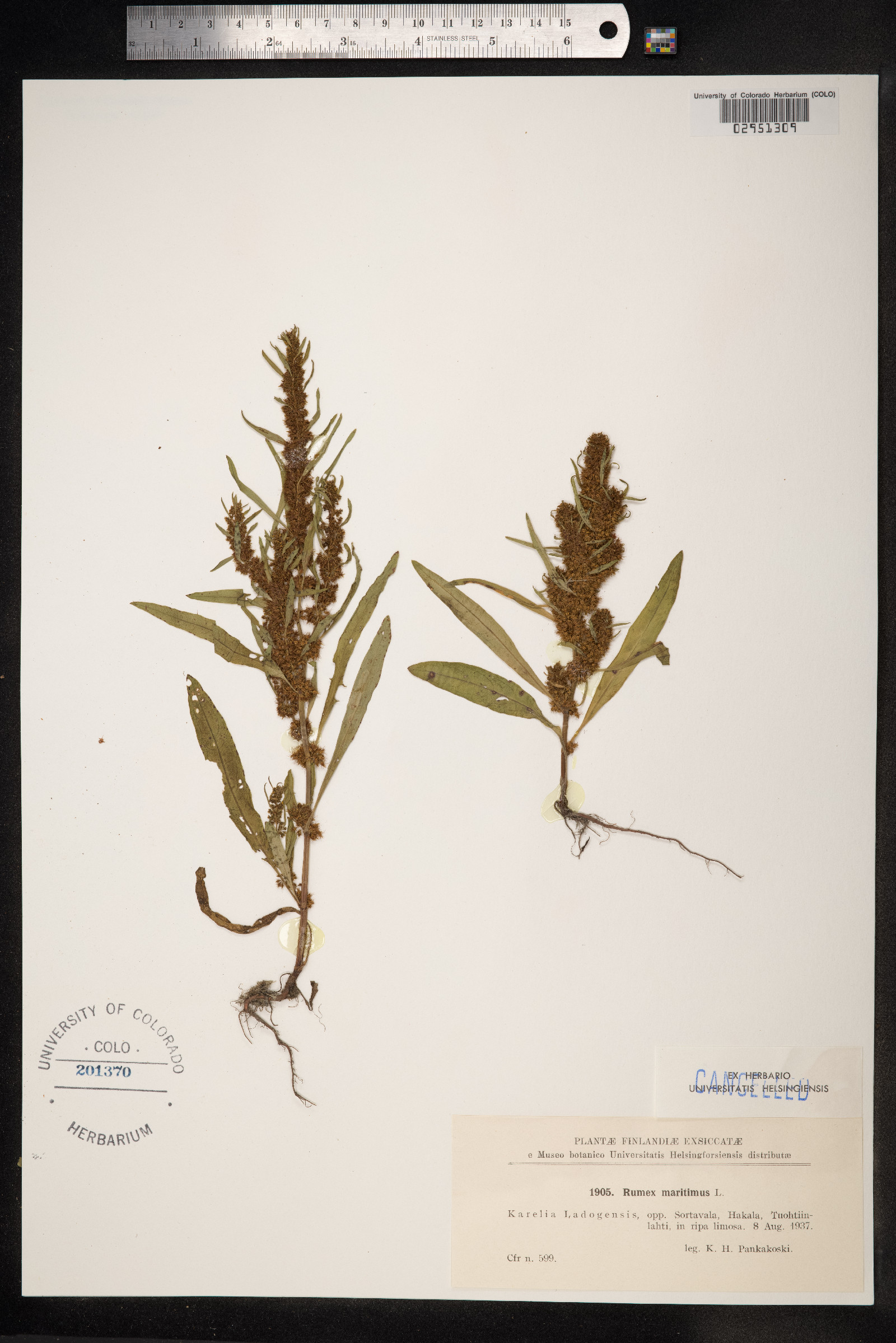Rumex maritimus image
