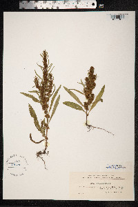 Rumex maritimus image