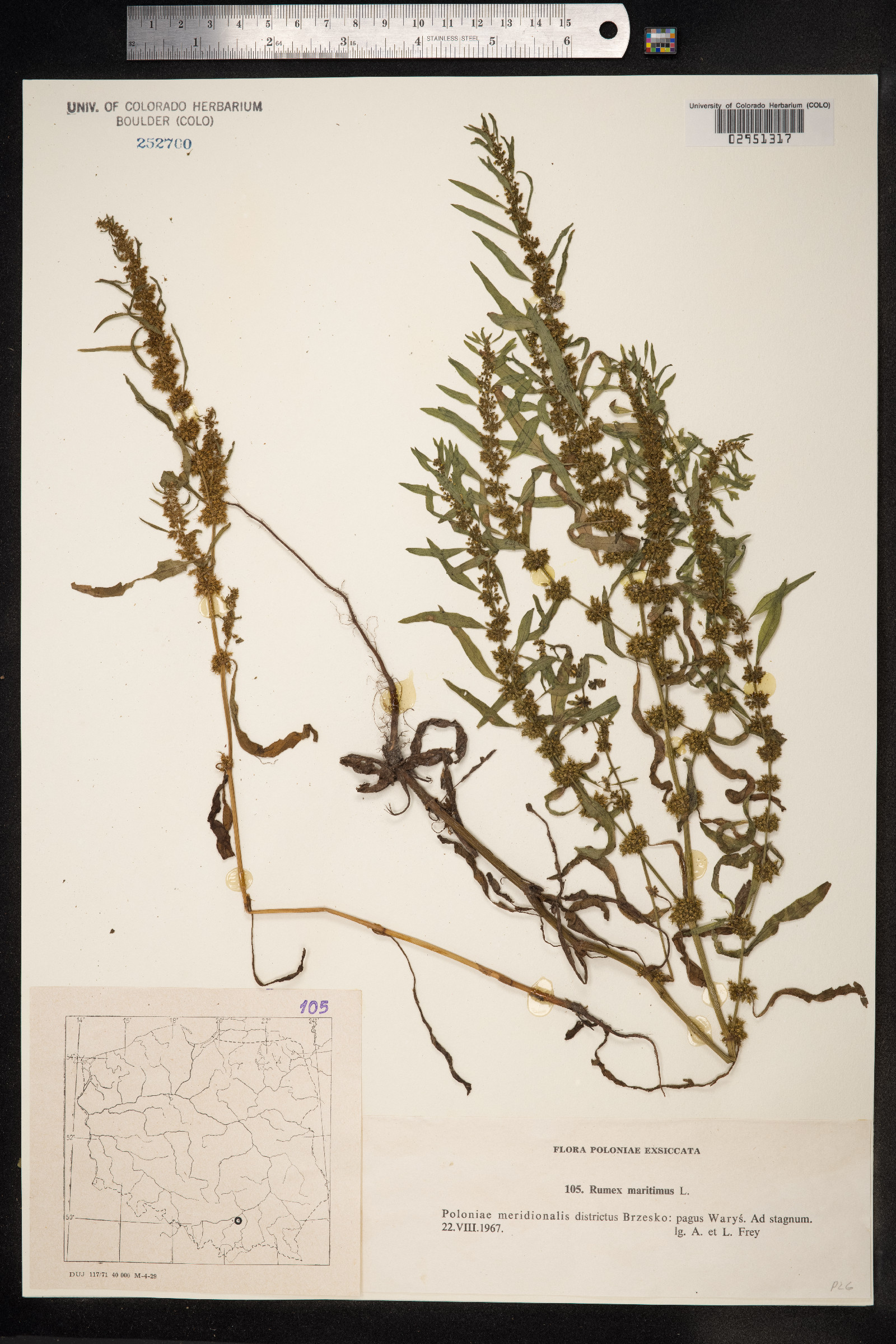 Rumex maritimus image
