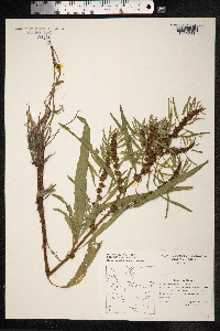 Rumex maritimus image