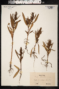 Rumex maritimus image