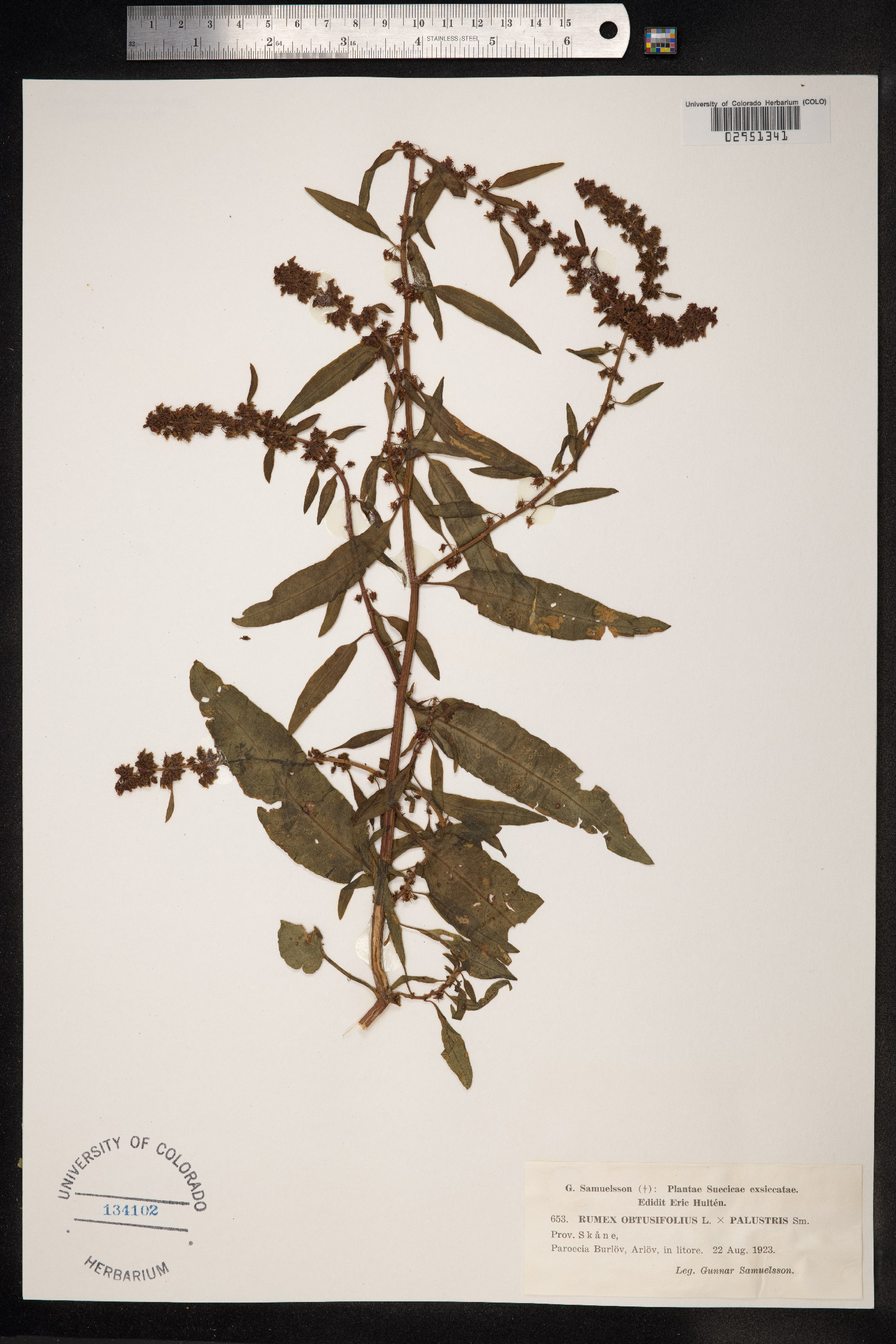 Rumex obtusifolius image