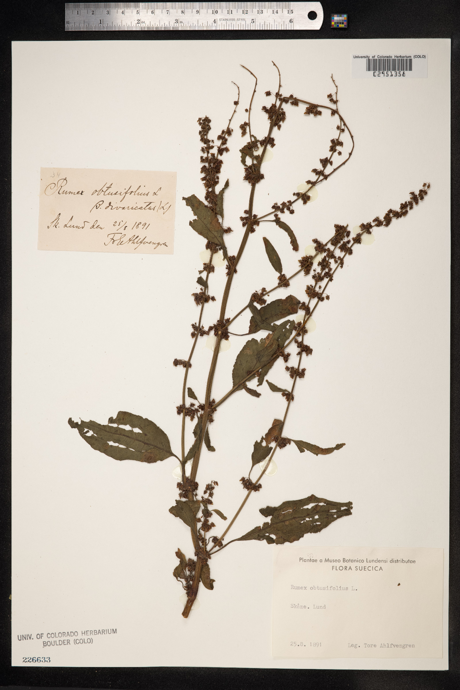Rumex obtusifolius image