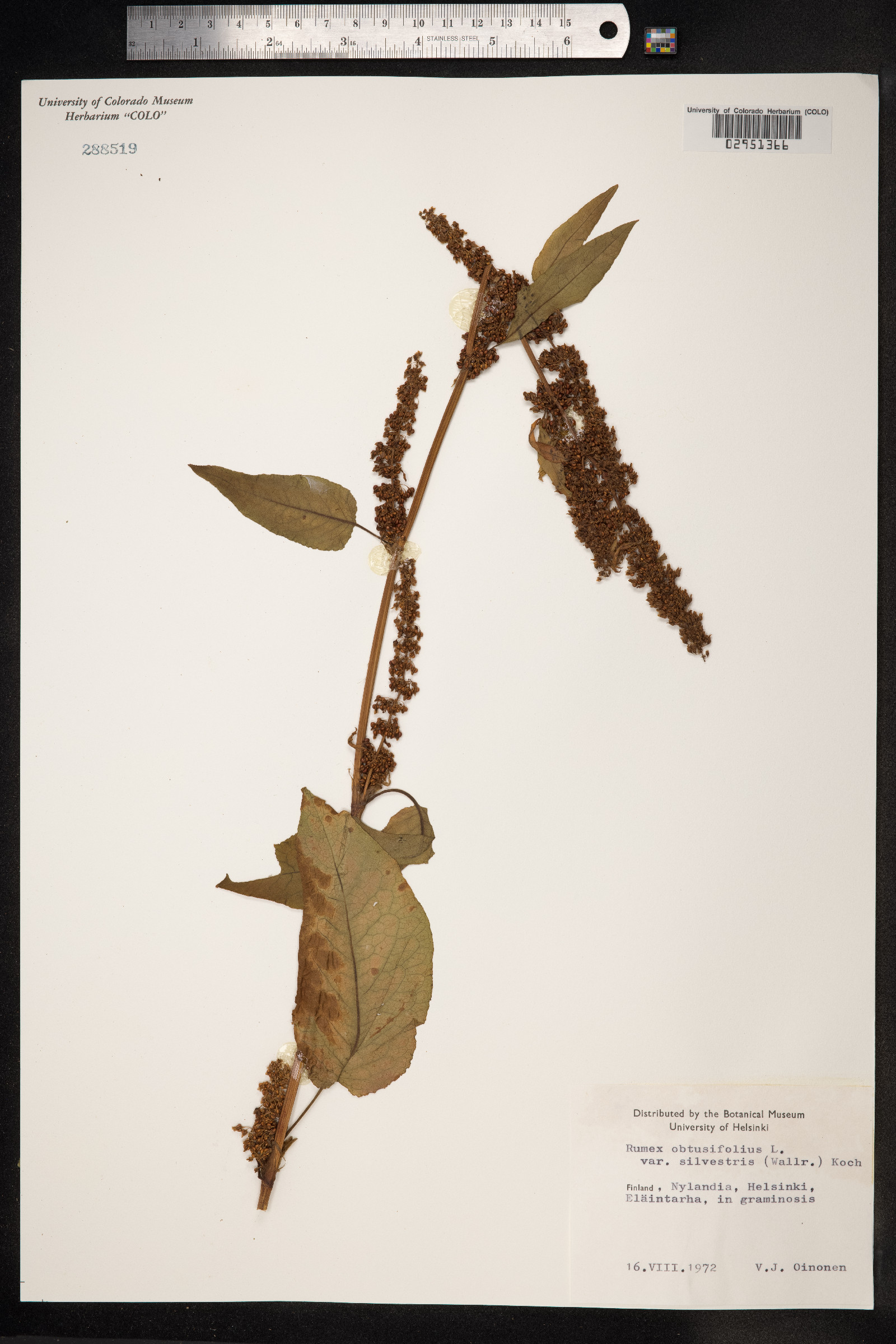Rumex obtusifolius image