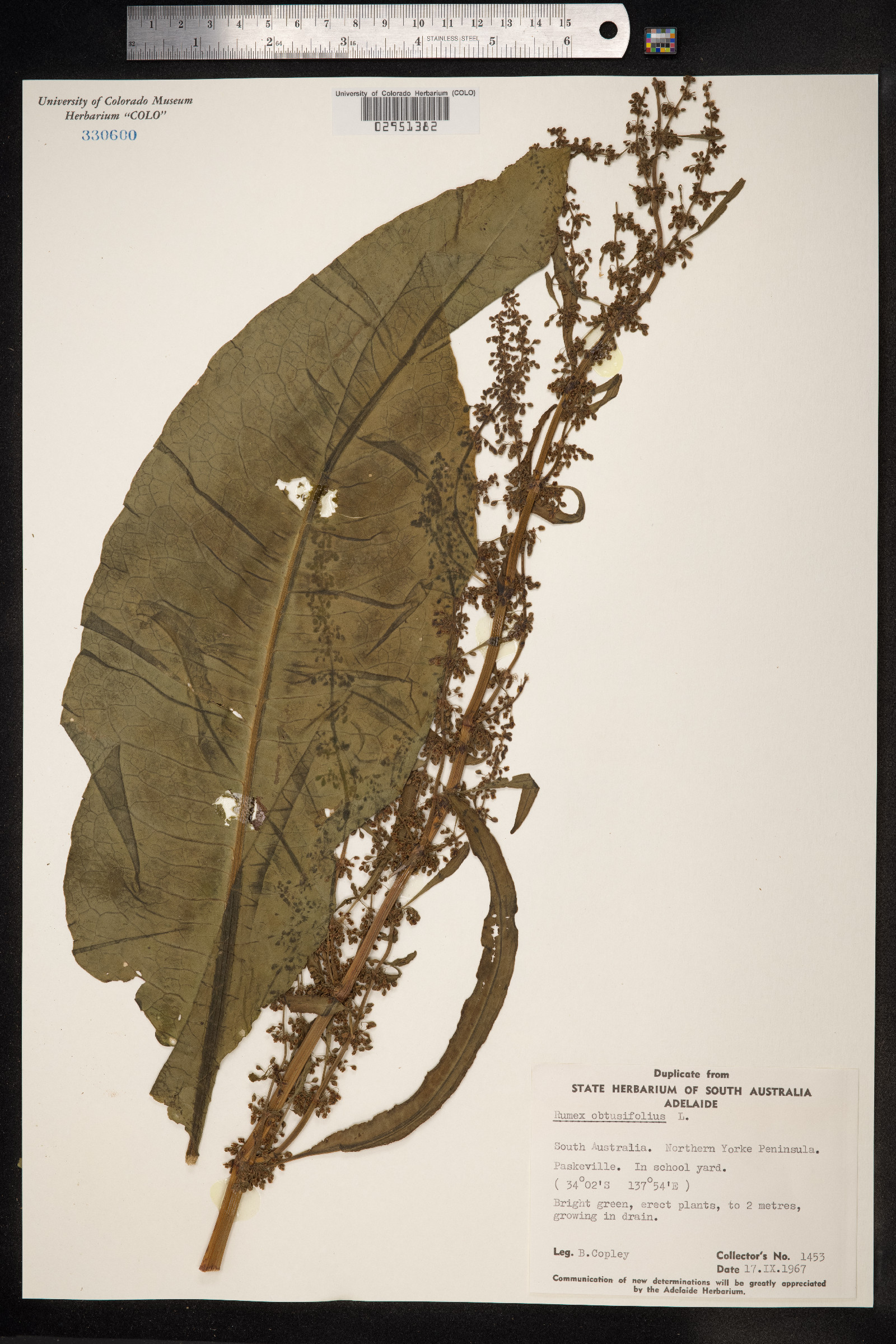 Rumex obtusifolius image