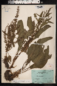 Rumex obtusifolius image