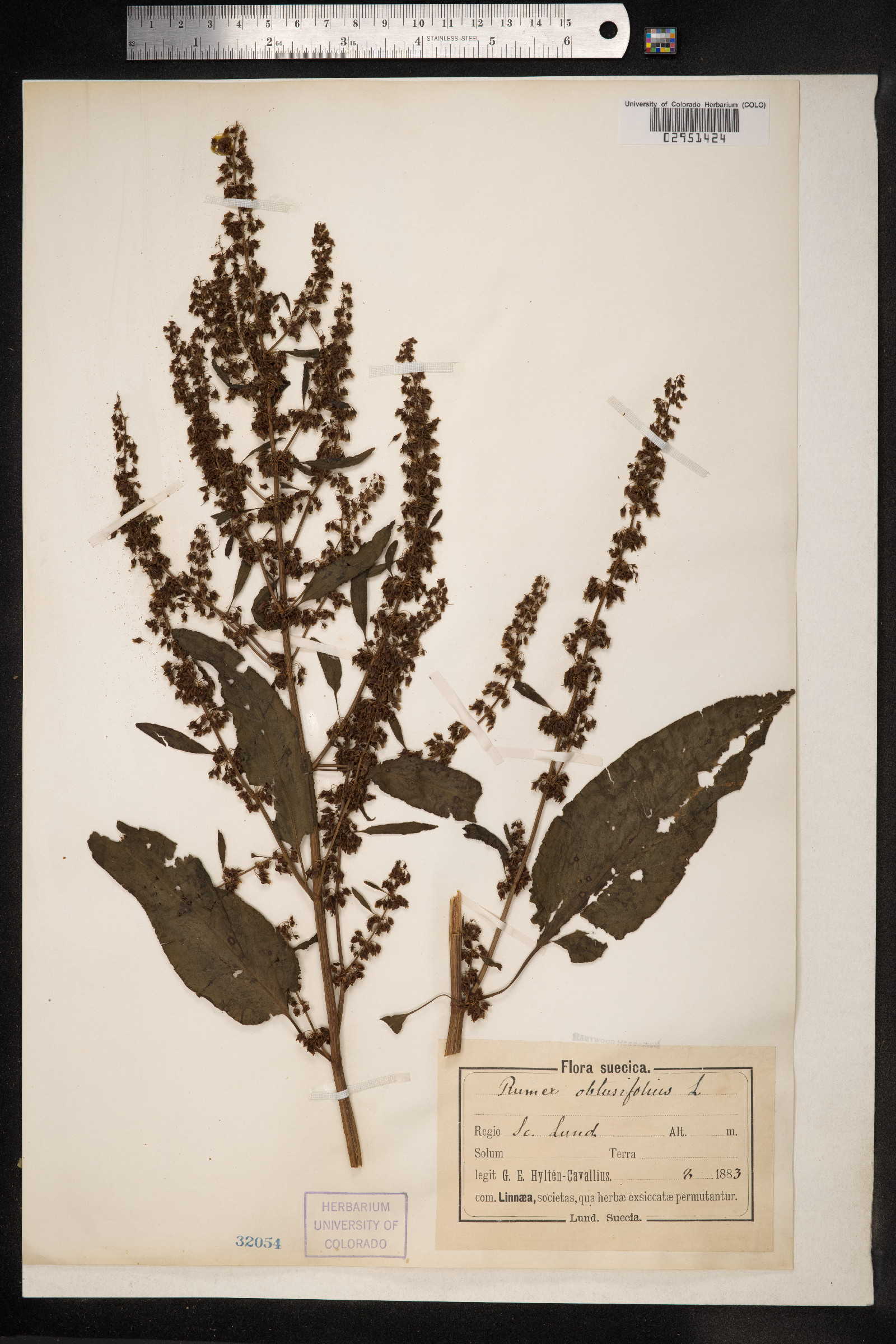 Rumex obtusifolius image