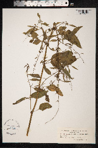 Rumex obtusifolius image