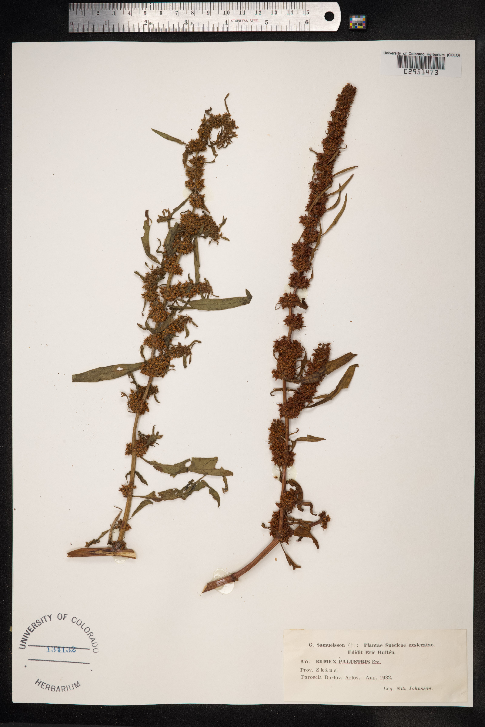 Rumex palustris image